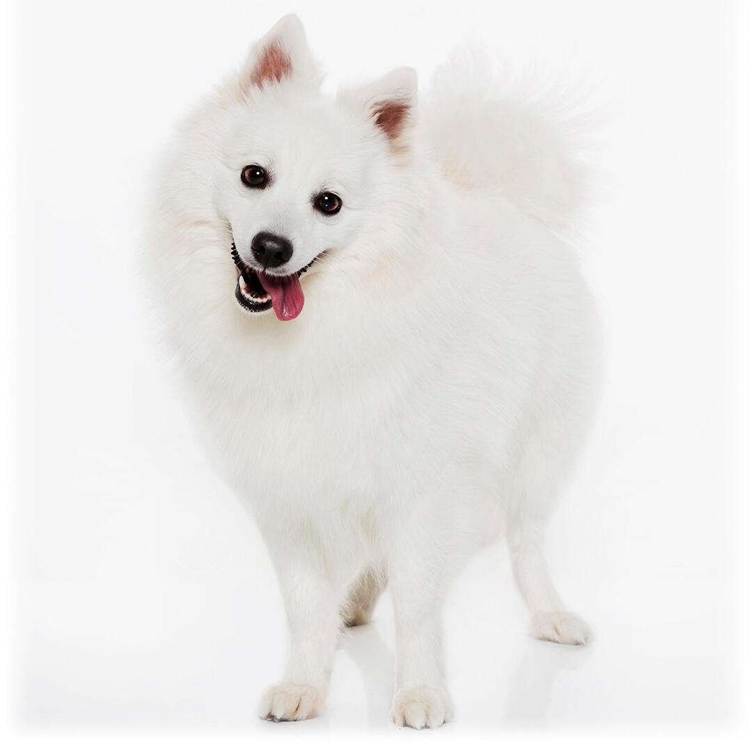 Japanese Spitz Dog Breed