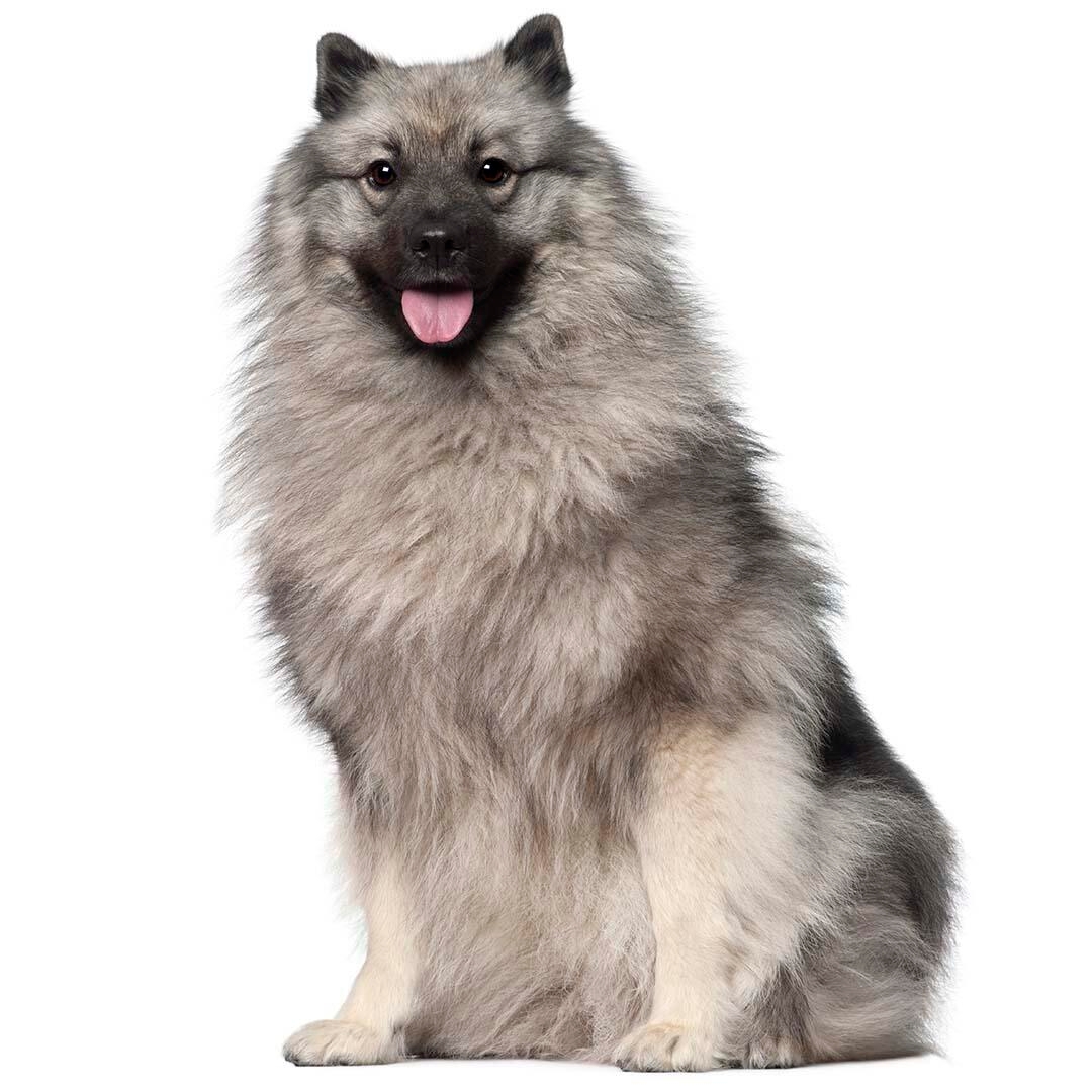 Keeshond Dog Breed