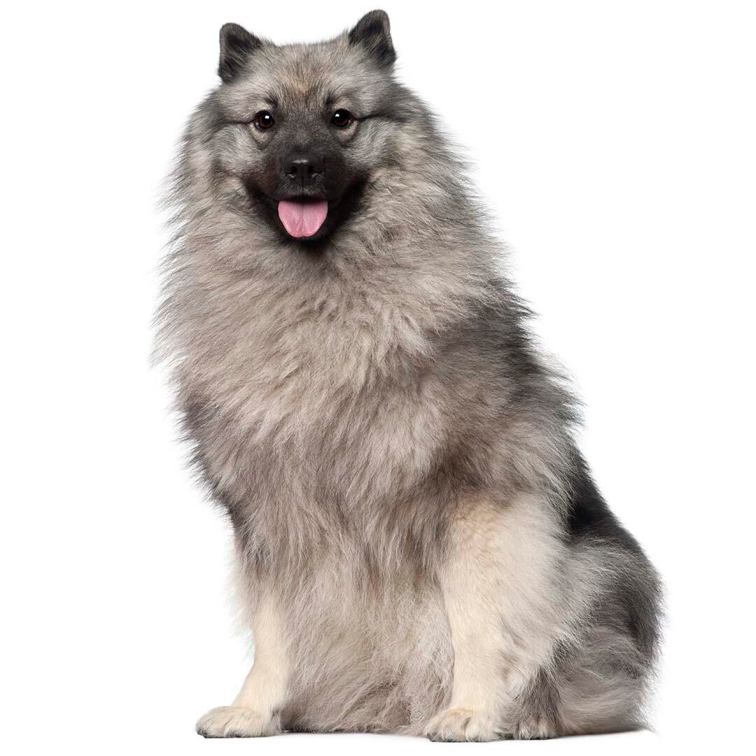 Keeshond Dog Breed