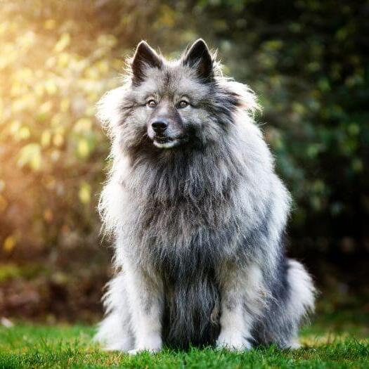 Keeshond standing on the back yard