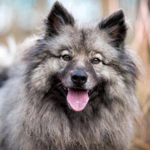 Keeshond with sticking up tongue