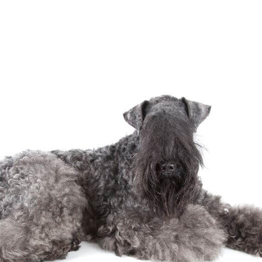 Kerry Blue Terrier posing in front of the camera