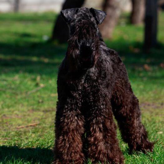 Kerry Blue Terrier standing on the grass