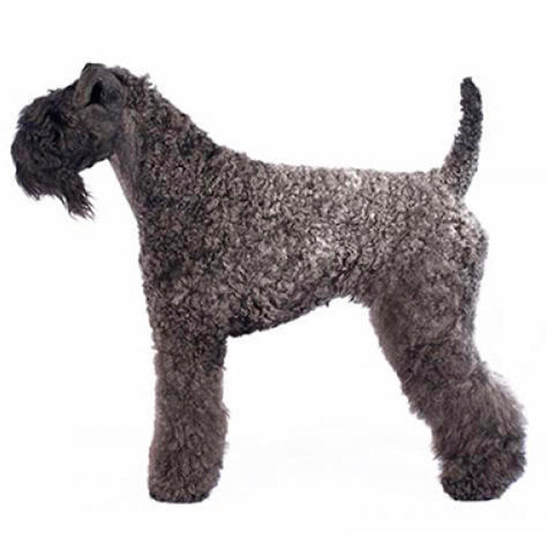 Kerry Blue Terrier Dog Breed