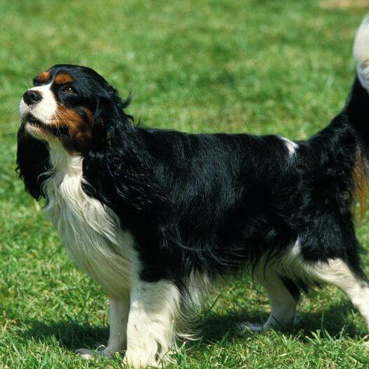 King Charles Spaniel is standing on the grass and the wind is blowing a fur
