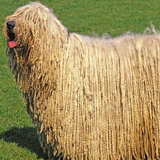 Komondor with sticking up tongue