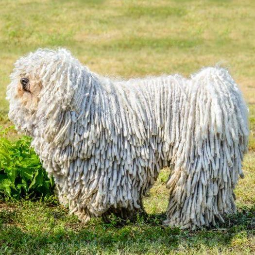 Komondor on the field