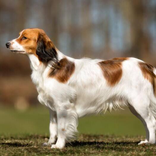 Kooikerhondje is standing in the garden in a warm summer day