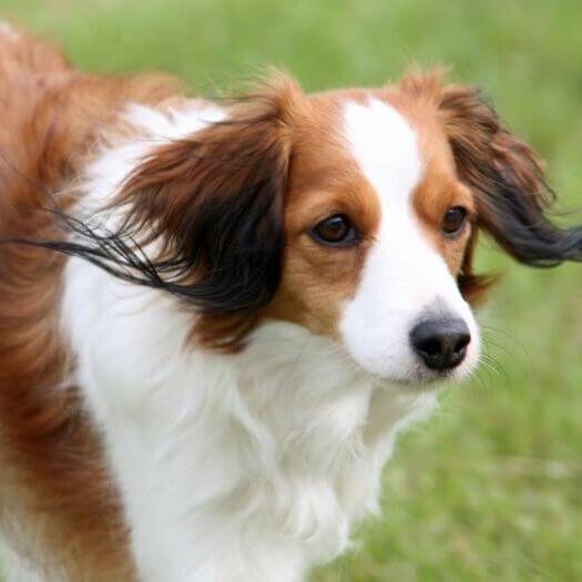 Kooikerhondje is playing in the yard