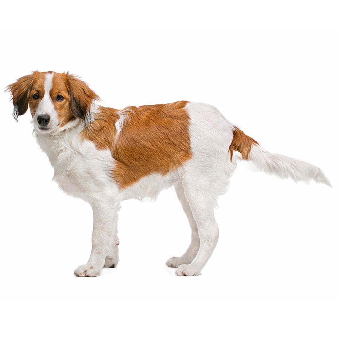 Kooikerhoundje Dog Breed