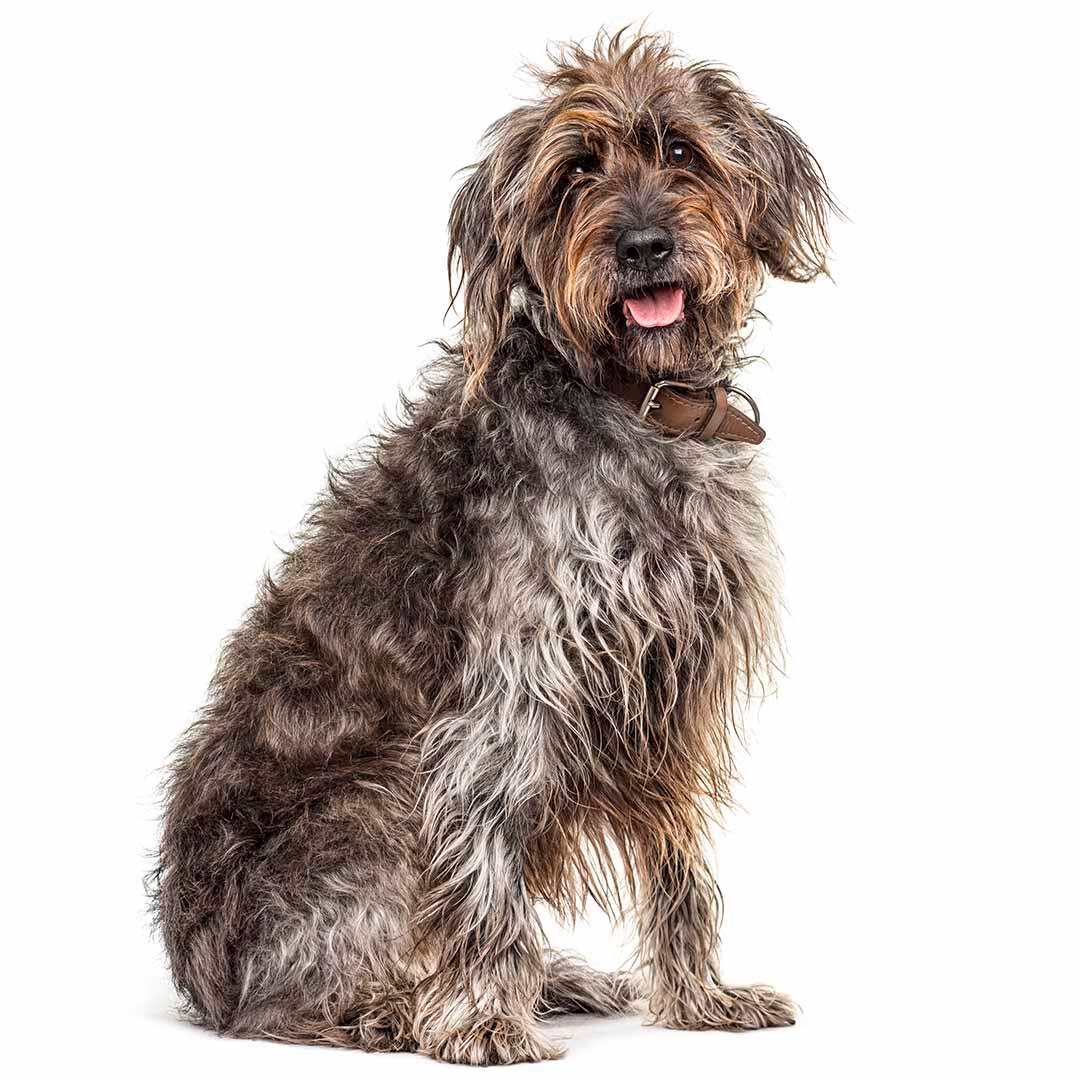 Korthals Griffon Dog Breed