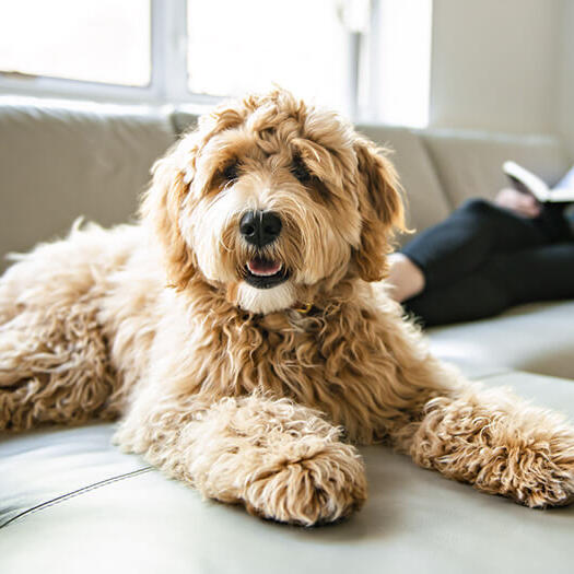 Labradoodle on sofa with owner