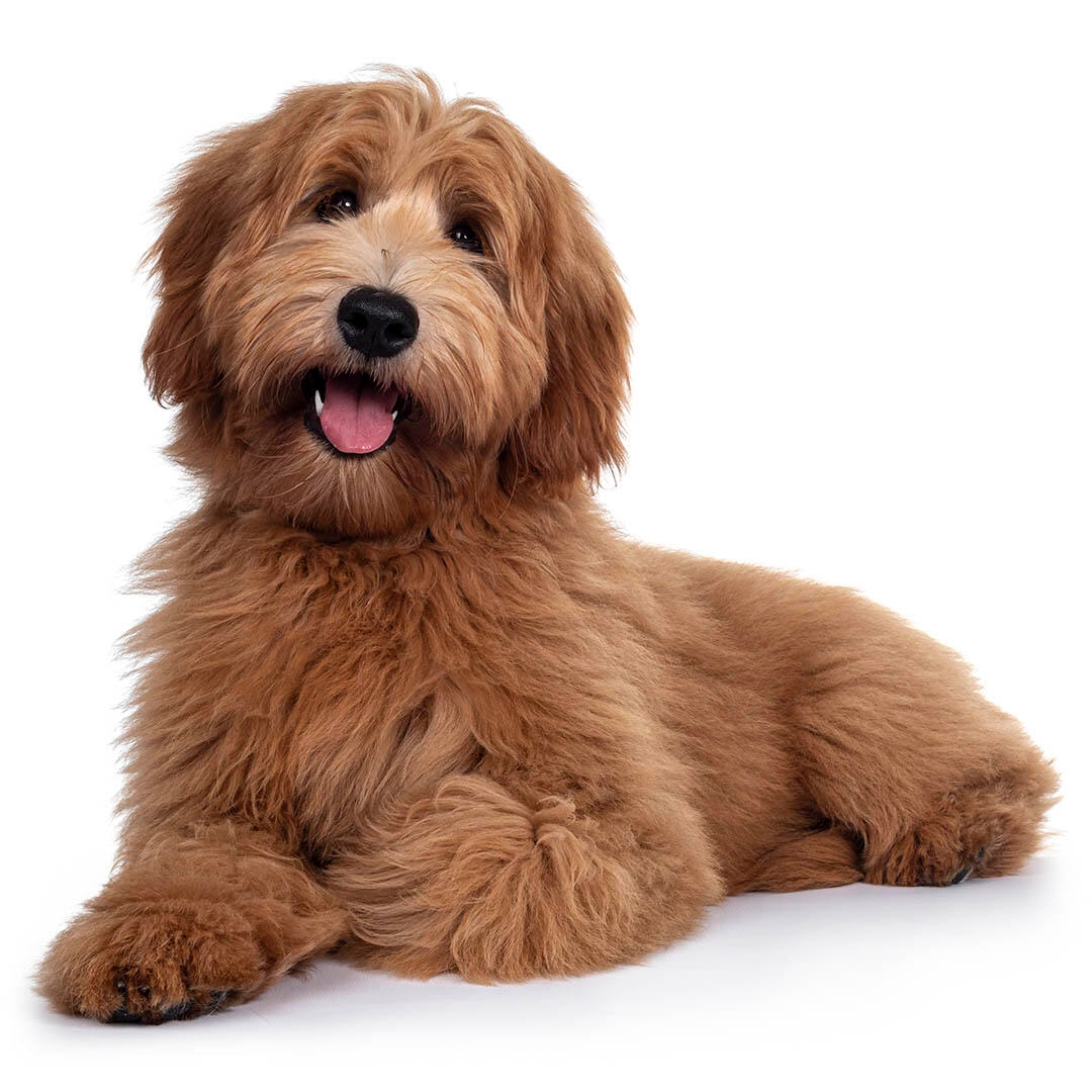 Labradoodle Dog Breed