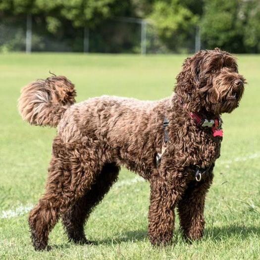 large brown dog standing on grass field