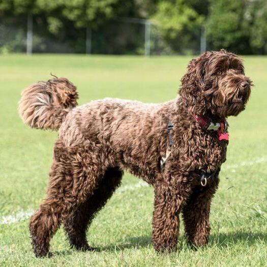 how big is a labradoodle