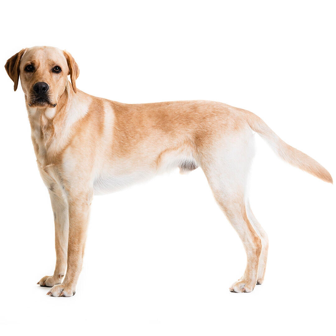Labrador Retriever Dog Breed