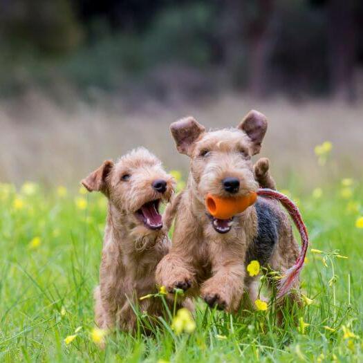 two terriers playing around