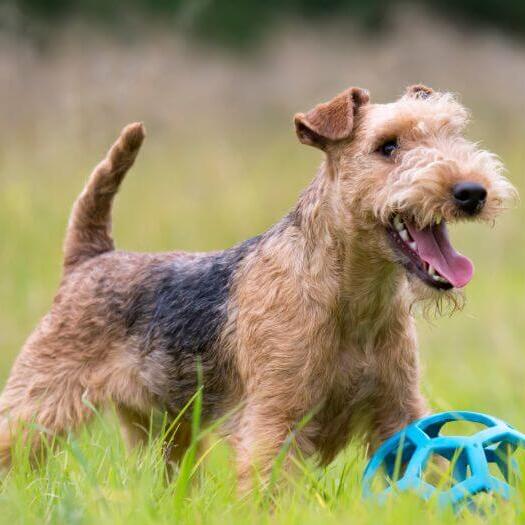 Terrier looking in distance