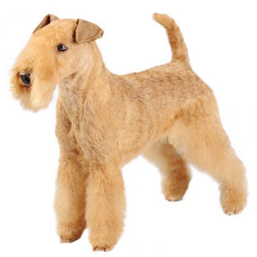 Lakeland Terrier Dog Breed