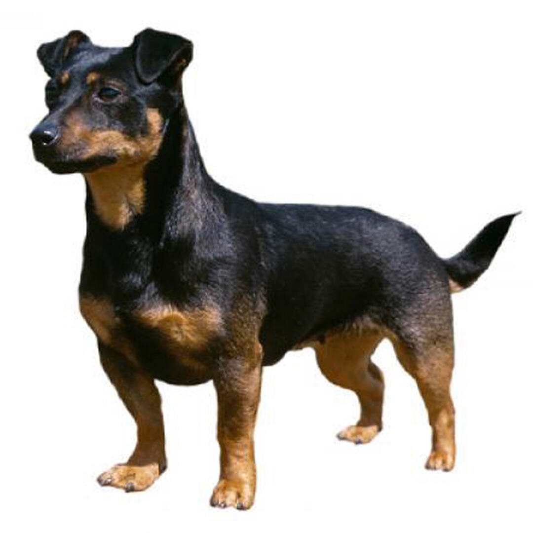 Lancashire Heeler Dog Breed