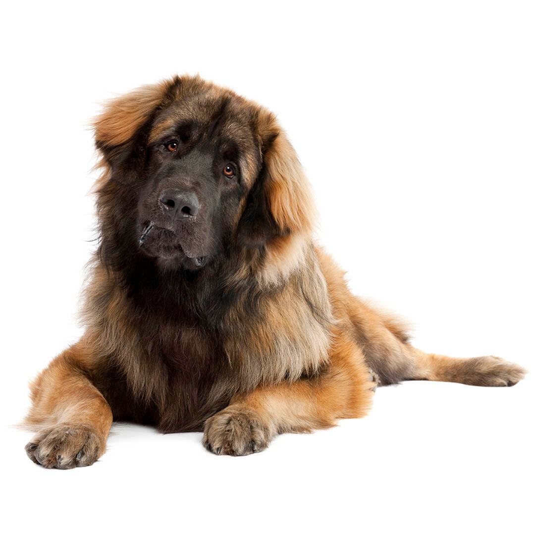 Leonberger Dog Breed