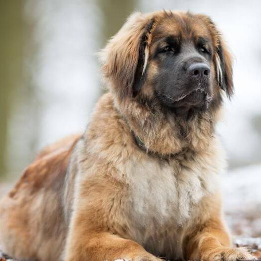 Leonberger is lying near a snowy forest