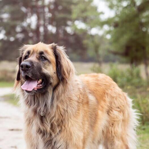 Leonberger is standing on a path near the forest