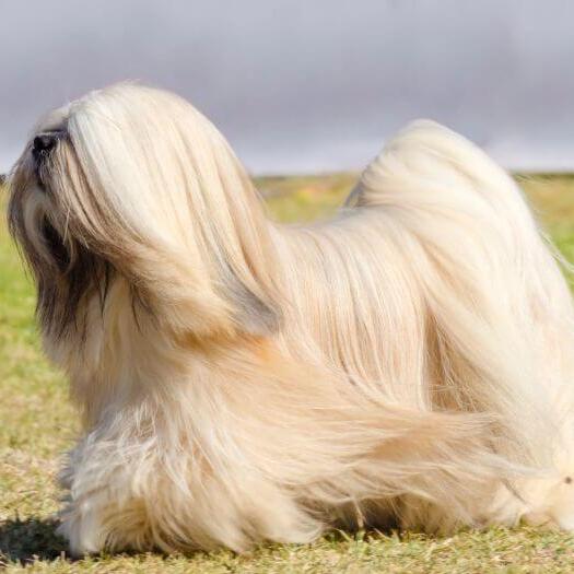 Lhasa Apso is standing and the wind is blowing a fur