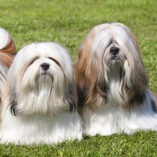 Three Lhasa Apso are lying on the grass