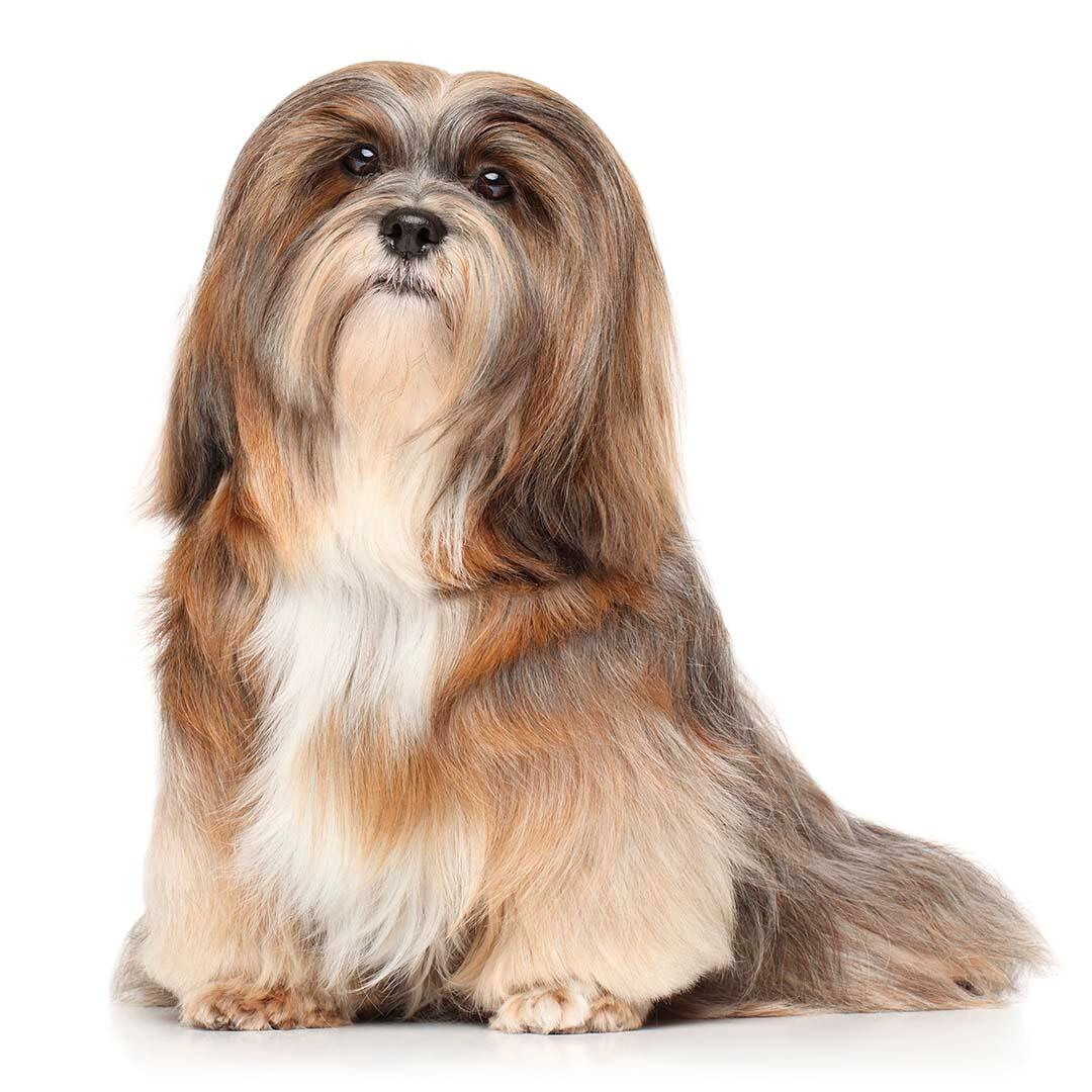 Lhasa Apso Dog Breed