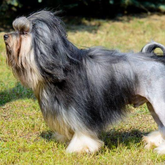 Lowchen (Little Lion Dog) Breed Information | Purina