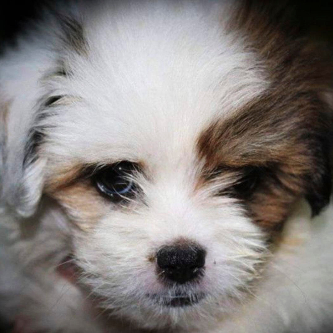 Malshi Dog Breed