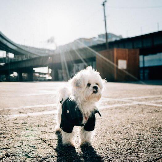 Malshi walking on the street