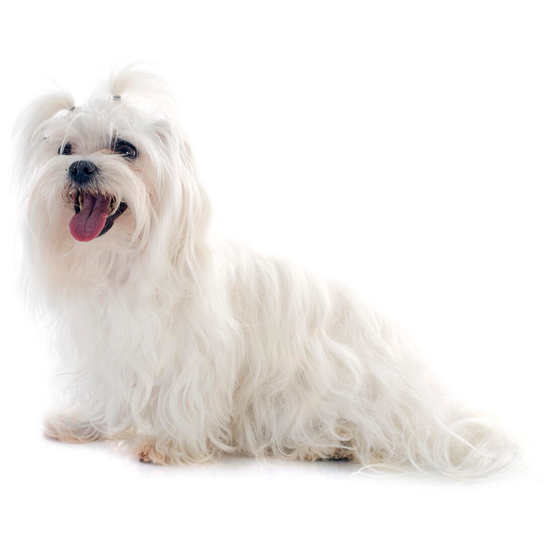 are maltese dogs easy to train