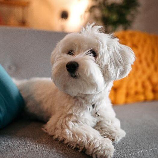 Maletese dog lying on the sofa