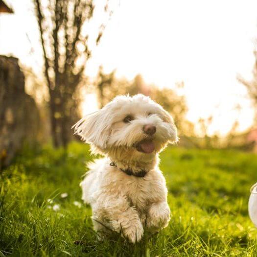 Maltese running along the person