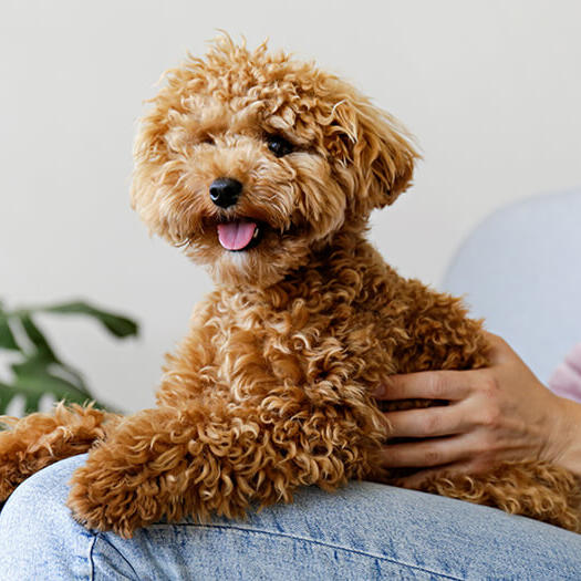 Maltipoo sitting on owner's lap