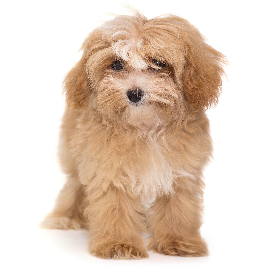 Maltipoo Dog Breed