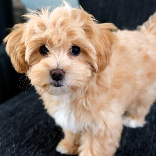 Maltipoo dog standing on sofa