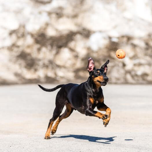 Terrier running on a snow