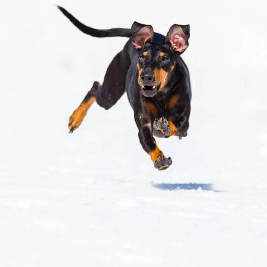 Dog running fast on a snow