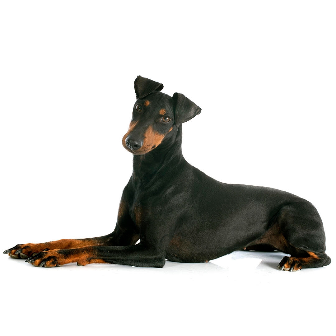 how tall is a manchester terrier