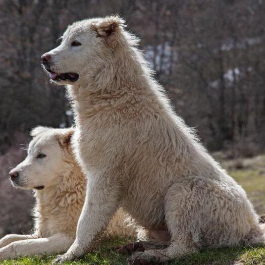 Two Maremma Sheepdogs are having a rest on the lawn
