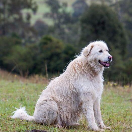 Maremma Sheepdog is standing near the forest