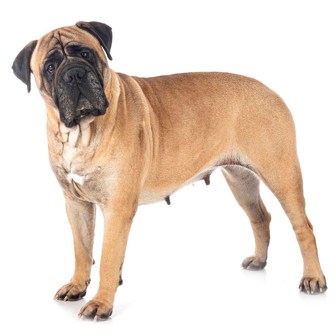 Mastiff Dog Breed