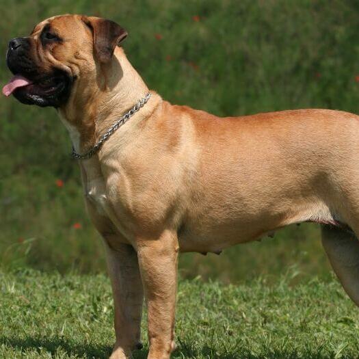 Mastiff standing at green grass