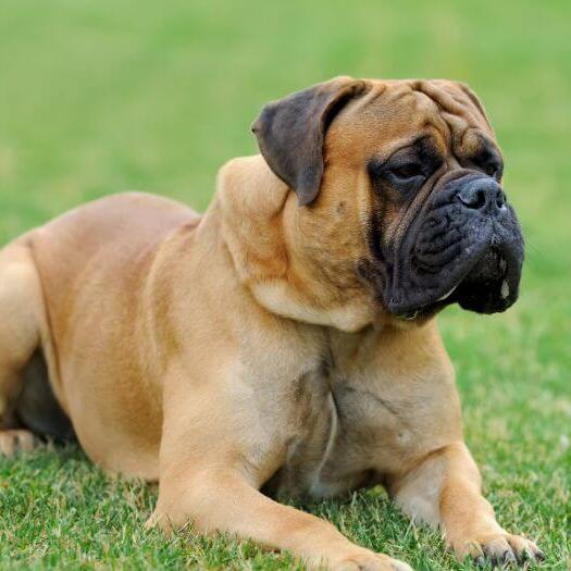 Mastiff laying at green grass