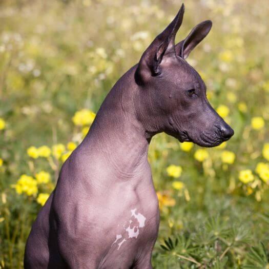 Dog sitting in yellow flower field