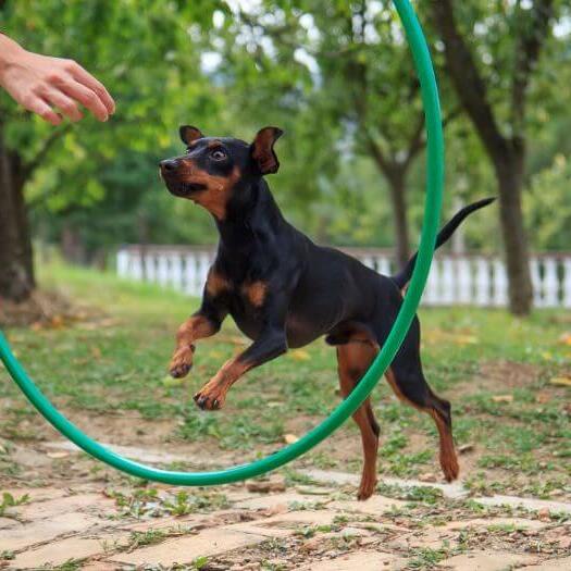 Dog jumping through the training circle