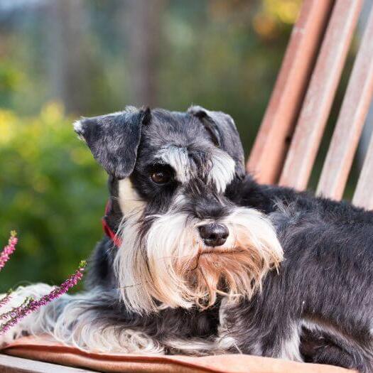 Miniature Schnauzer lying on a chair in a garden